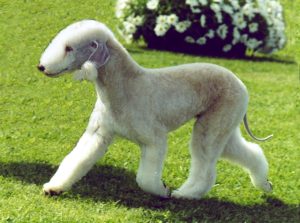 guia de racas cachorros bedlington terrier2