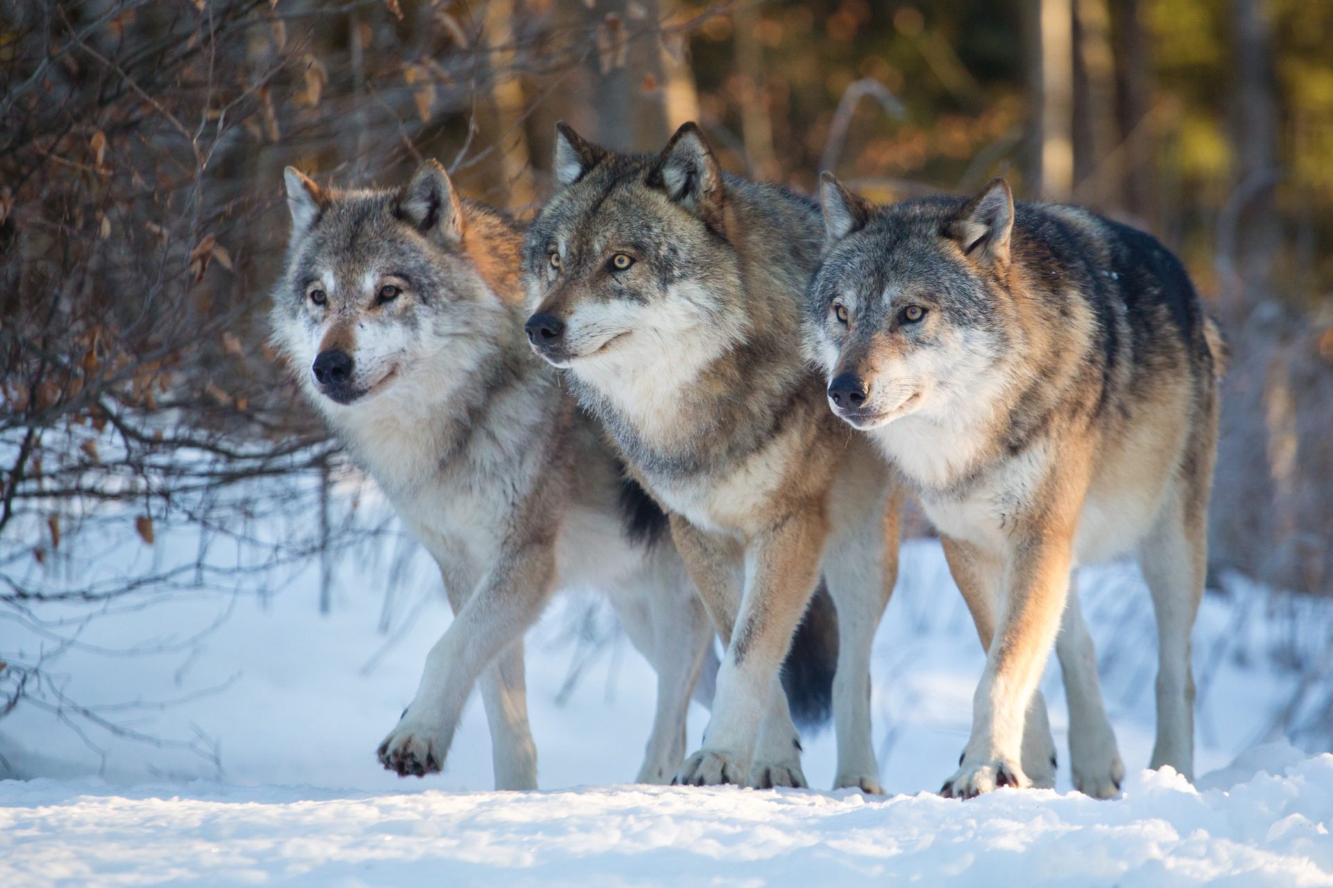 Você está visualizando atualmente 4 Curiosidades intrigantes sobre os lobos