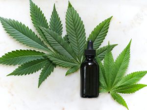 Leia mais sobre o artigo Cannabis medicinal: Veterinária inova em tratamentos