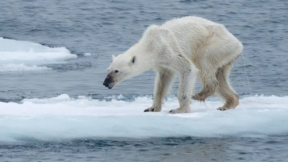 Leia mais sobre o artigo Os Sacrifícios Altruístas do Mundo Animal