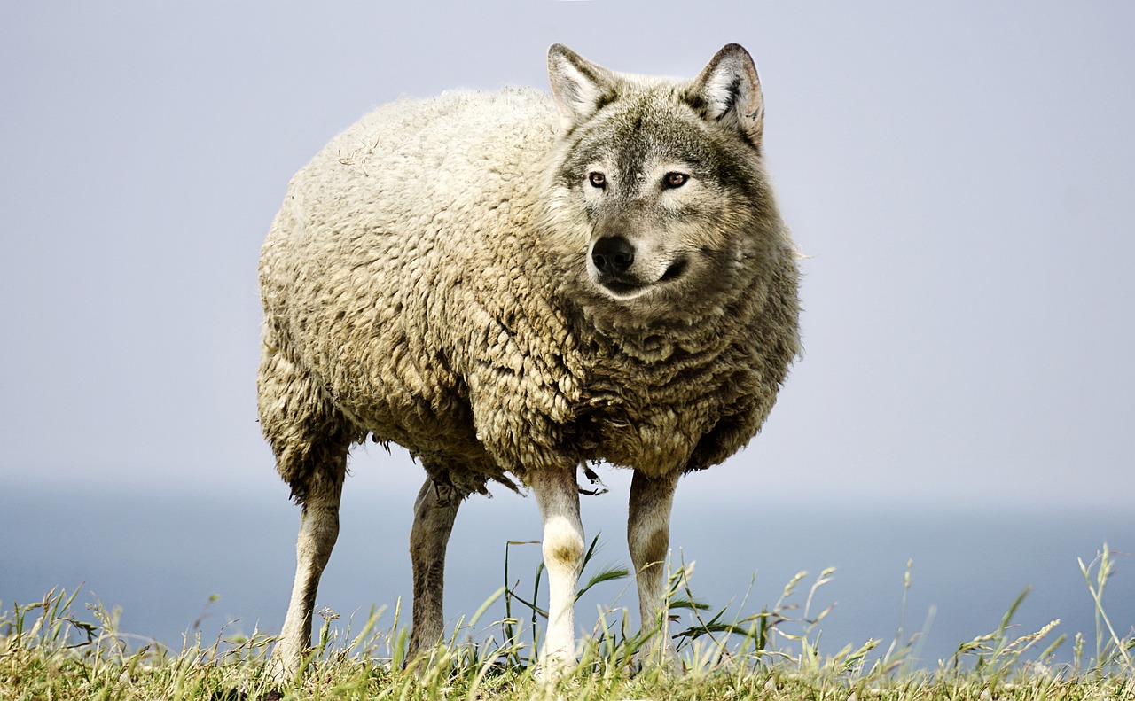 Você está visualizando atualmente Você sabia de onde vem “Lobos Vestidos de Cordeiros”?