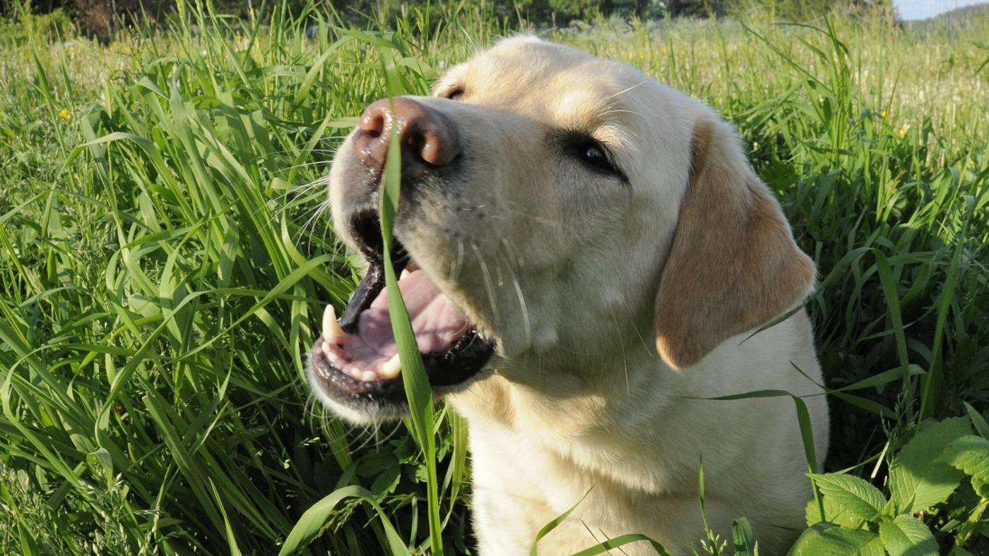 Você está visualizando atualmente Você Sabe Por Que o Cachorro Come Grama?