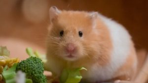 hamster