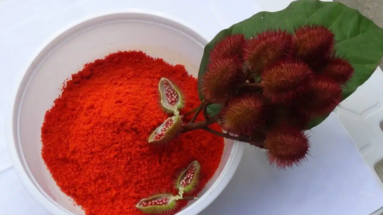 collorau imagem de colorau
