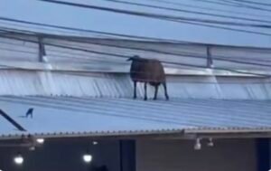 collorau imagem bode iperó