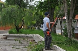 Lei poda de arvore imagem collorau