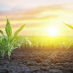 agro salto imagem collorau