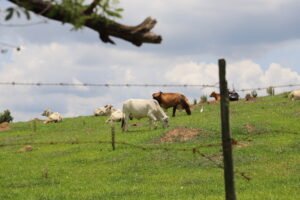 dipam. itu imagem collorau