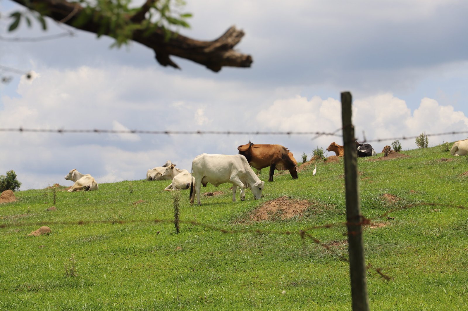 dipam. itu imagem collorau