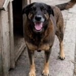 cão orelha itu imagem collorau