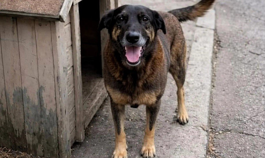 cão orelha itu imagem collorau